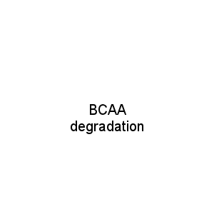 BCAA degradation
